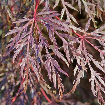 Acer 'Dissectum Inaba-shidare' - Photo by James Steakley (CC BY-SA 3.0)