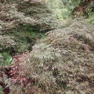 Acer palmatum 'Dissectum Tamukeyama' (16.5L pot)