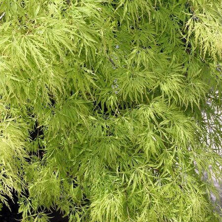 Acer 'Virides' - Photo by David J. Stang (CC BY-SA 4.0)