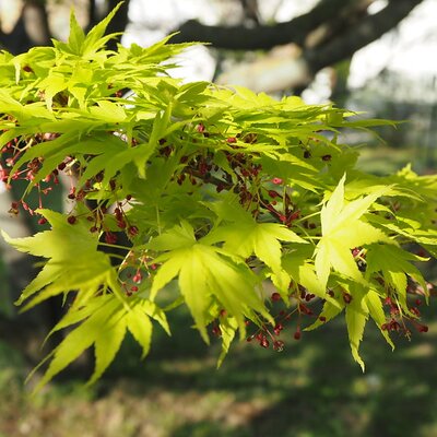 Acer Palmatum 'Jordan' (3L pot)