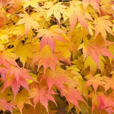 Acer Palmatum 'Orange Dream' (15cm pot)