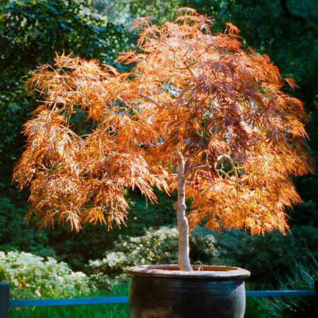 Acer Palmatum 'Orange Dream' (6L pot) - image 1