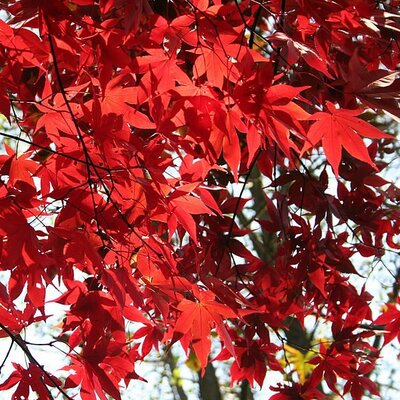  - Photo by Jean-Pol GRANDMONT (CC BY-SA 3.0)