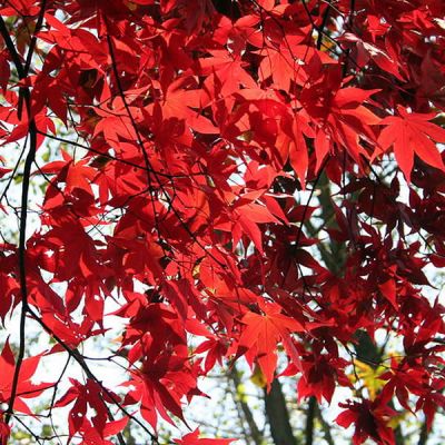 Acer Palmatum “Osakazuki” - Photo by 	Jean-Pol GRANDMONT (CC BY-SA 3.0)