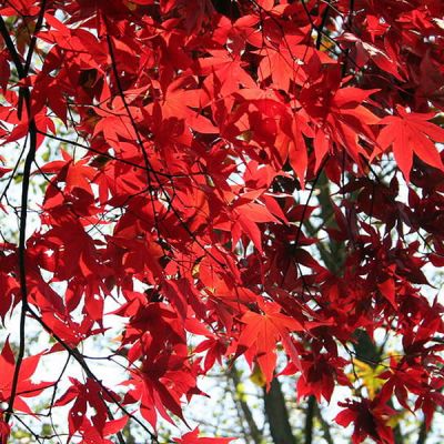 Acer Palmatum “Osakazuki” - Photo by Jean-Pol GRANDMONT (CC BY-SA 3.0)