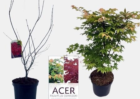 Acer palmatum 'Osakazuki' - Image courtesy of Pannebakker