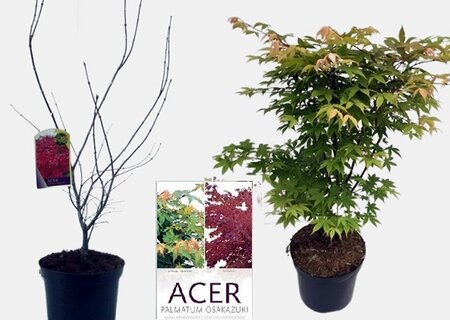 Acer palmatum Osakazuki  - Image courtesy of Pannebakker