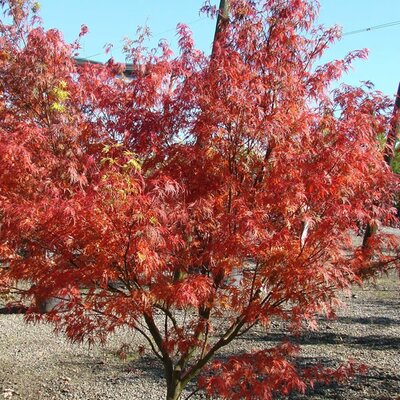 Acer Palmatum “Seiryu” - Photo by Mark Bolin (CC BY-SA 2.0)