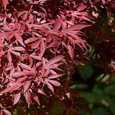 Acer 'Shaina' - Photo by Krzysztof Golik (CC BY-SA 4.0)