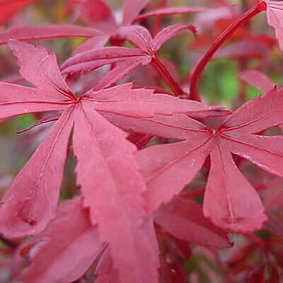 Acer palmatum 'Skeeter's Broom' - Image courtesy of piqsels