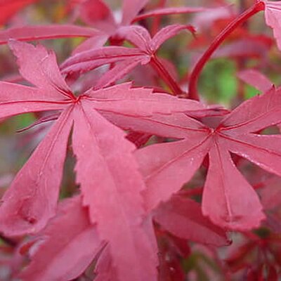Acer palmatum 'Skeeter's Broom' - Image courtesy of piqsels