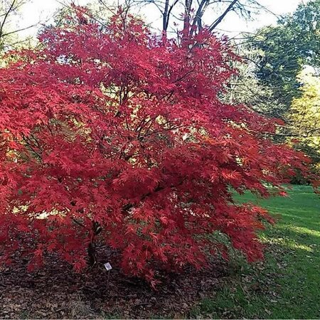 Acer 'Sumi-Nagashi' - Photo by WikiRigaou (CC BY-SA 4.0)