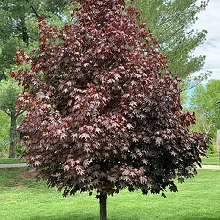 Acer Platanoides 'Crimson Sentry' - Image courtesy of Picture This (under fair use)