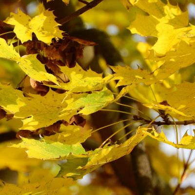 Acer Platanoides "Princeton Gold" - Image by Markéta Machová from Pixabay 