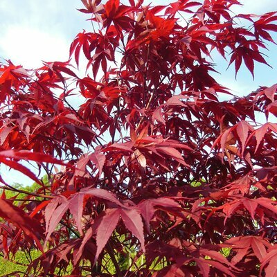 Acer 'Red Emperor' - Image by Susbany from Pixabay 