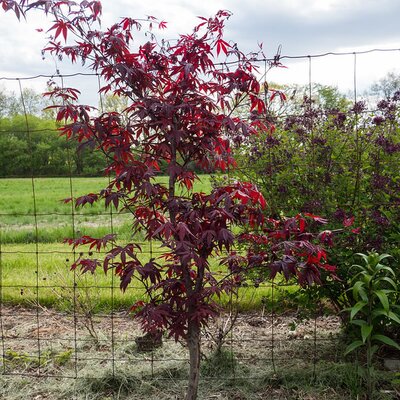 Acer Red Emperor  - Photo by F. D. Richards (CC BY-SA 2.0)