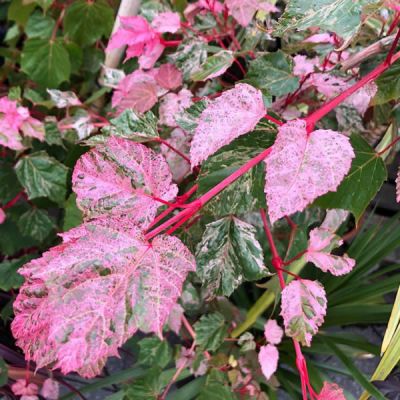 Acer 'Red Flamingo' (3L pot)