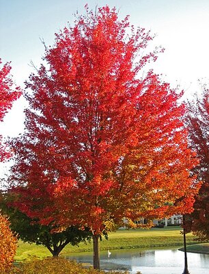 Acer Rubrum - Photo by James St. John (CC BY-SA 2.0)