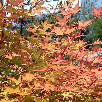 Acer Palmatum 'Sango-Kaku' (20L pot)