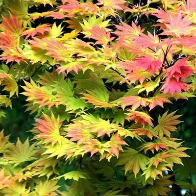 Acer 'Moonrise' - Photo by Krzysztof Golik (CC BY-SA 4.0)