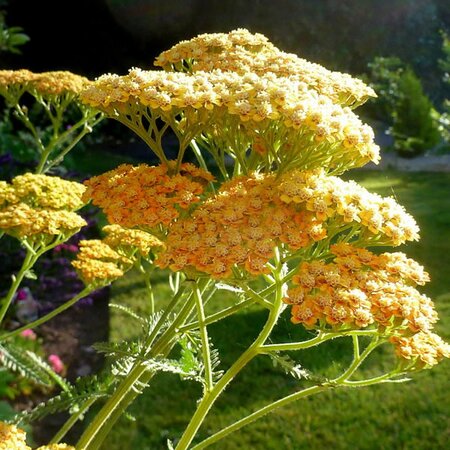 Achillea 'Terracotta' (3L pot)