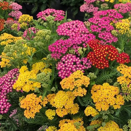 Achillea 'Milly Rock Mix' - Image courtesy of Florensis