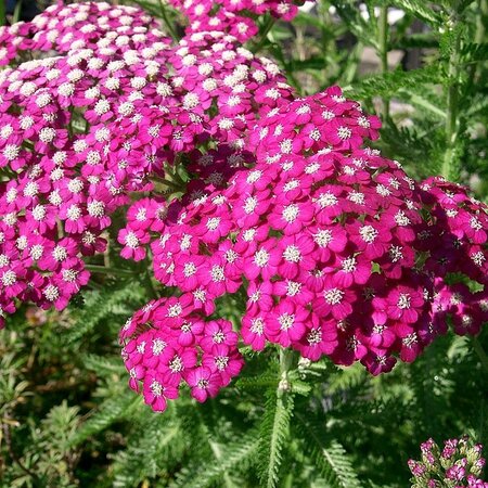 Achillea 'New Vintage Pink' - Photo by KENPEI (CC BY-SA 3.0)