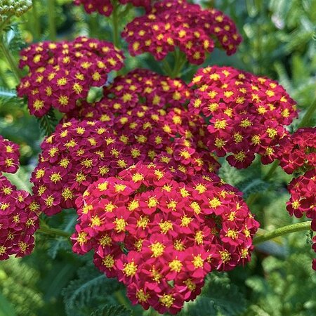 Achillea 'New Vintage Red' - Photo by Gardeningguide (CC BY-SA 4.0)