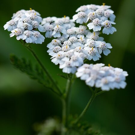 Achillea 'New Vintage White' (3L pot)