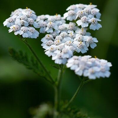 Achillea 'New Vintage White' (3L pot)