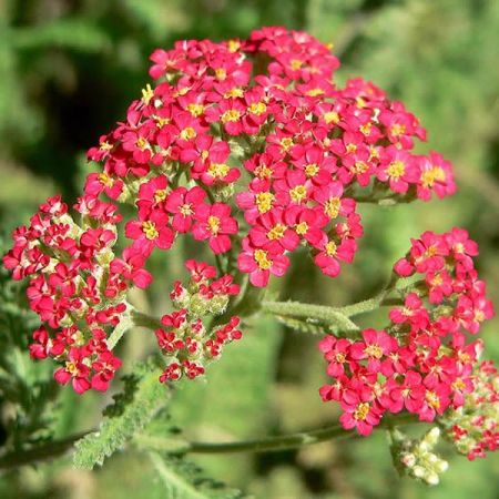 Achillea “Paprika” - Photo by Stan Shebs (GFDL)