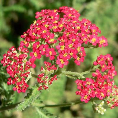 Achillea “Paprika” - Photo by Stan Shebs (GFDL)
