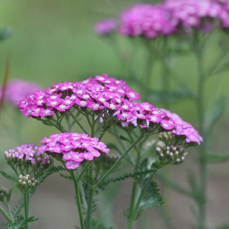 Achillea Pink Grapefruit - Image by zoosnow from Pixabay