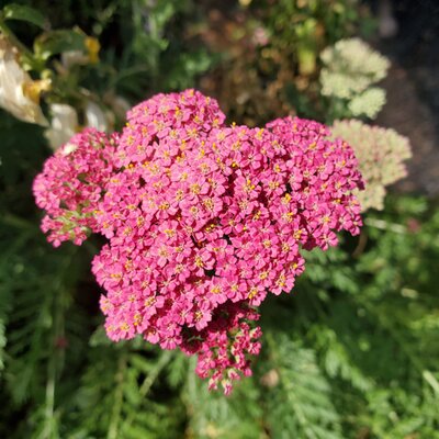 Achillea 'Saucy Seduction' (2L pot)