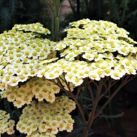 Achillea 'Sunny Seduction' - Public Domain Image