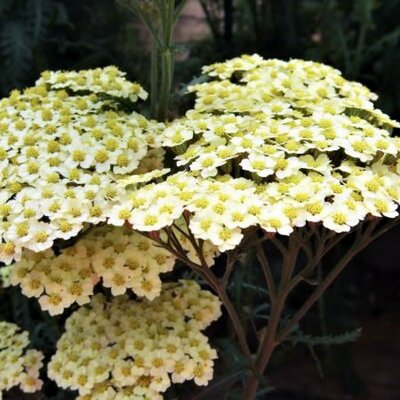 Achillea 'Sunny Seduction' - Public Domain Image