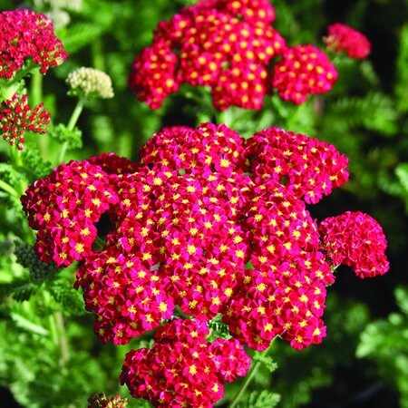 Achillea Tutti Frutti 'Pomegranate' - Image courtesy of Schram Plants
