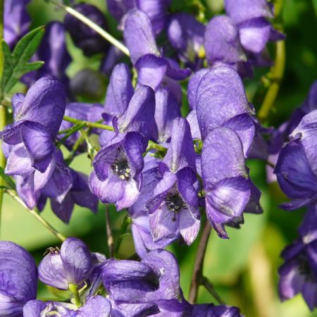 Aconitum 'Bressingham Spire' - Image by Hans Braxmeier from Pixabay 