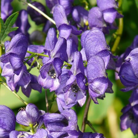 Aconitum 'Arendsii' - Image by Hans from Pixabay 