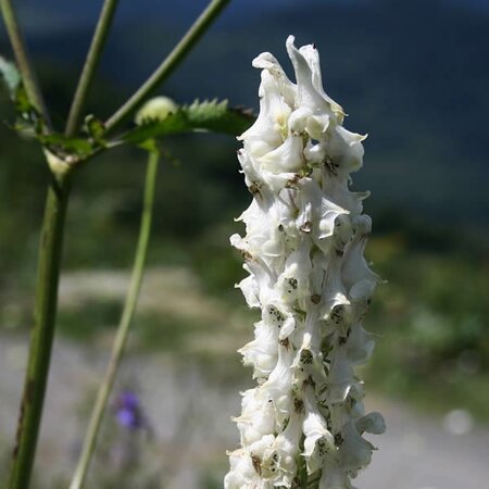 Aconitum 'Snow White' - Photo by Franz Xaver (CC BY-SA 3.0)