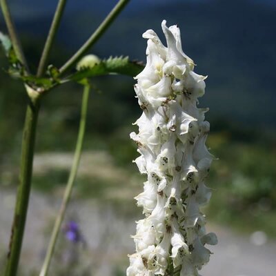 Aconitum 'Snow White' - Photo by Franz Xaver (CC BY-SA 3.0)
