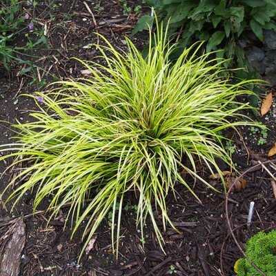 Acorus 'Ogon' (2L pot)