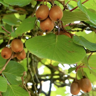 Actinidia “Boskoop2” (2L pot) - Image by Christine Schmidt from Pixabay 