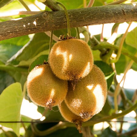 Actinidia deliciosa 'Jenny' - Image by Bekyarov from Pixabay 