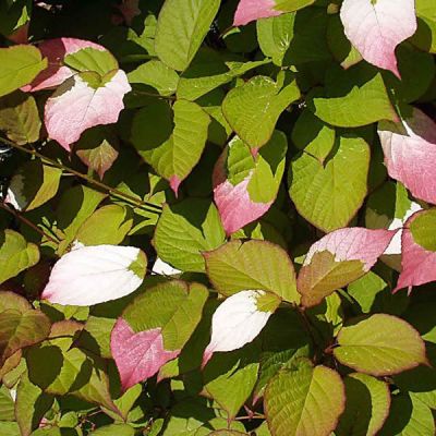 Actinidia kolomikta - Photo by Ralf Roletschek (GFDL)