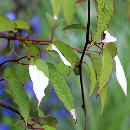 Actinidia pilosula - Photo by Гурьева Светлана (CC BY-SA 4.0)