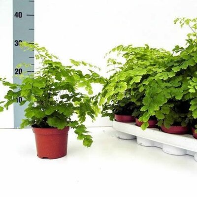 Adiantum 'Fragans' (12cm pot)