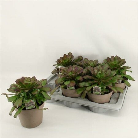 Aeonium arboreum - Image courtesy of pannebakker