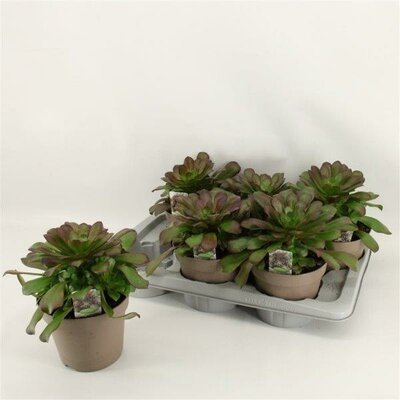 Aeonium arboreum - Image courtesy of pannebakker