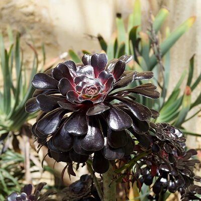 Aeonium 'Schwartzkopf' - Photo by Maxwell Hamilton (CC BY-SA 2.0)